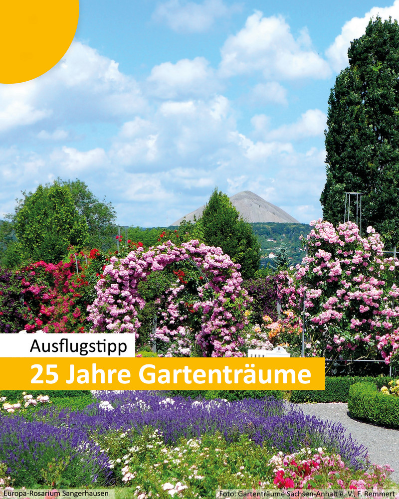 Das Bild zeigt Rosen im Rosarium Sangerhausen Das Bild zeigt Rosen im Rosarium Sangerhausen.