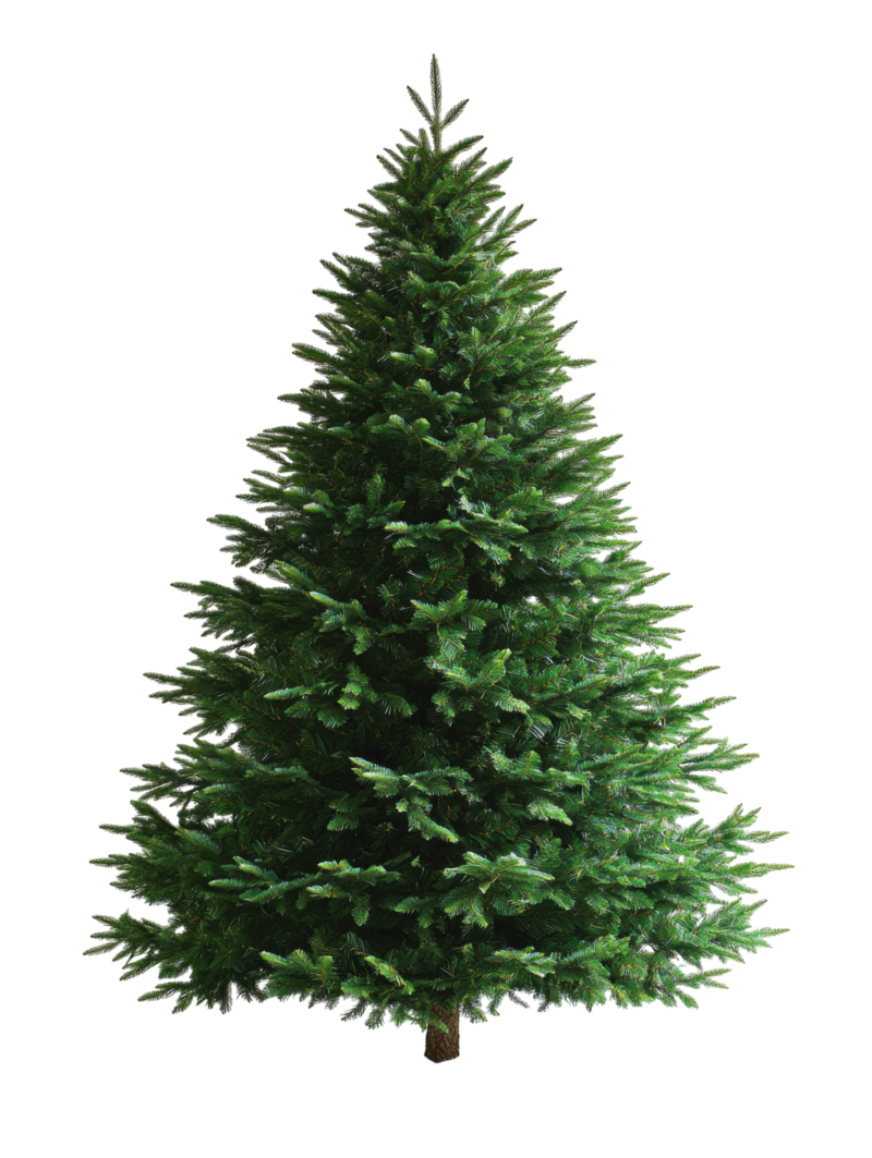 Tannenbaum